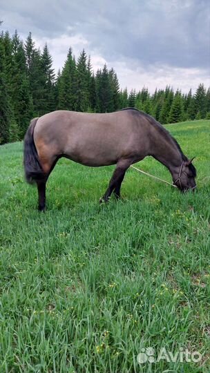 Лошади на продажу