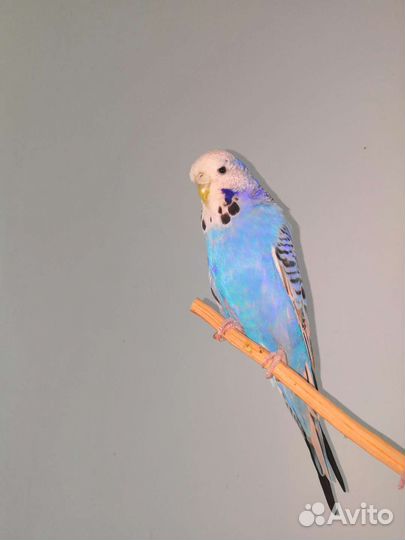 Девочка ввп (Чех)