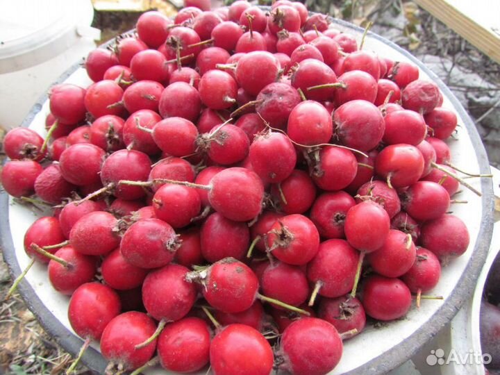 Боярышник ягоды