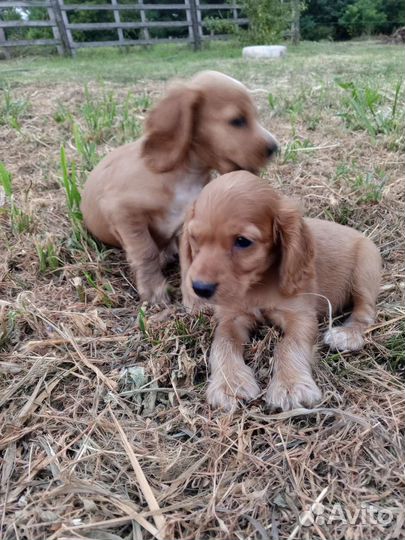 Кокер спаниель