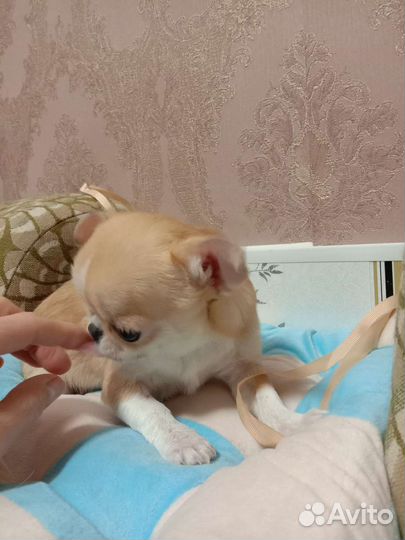 Взрослая малышка.Мини