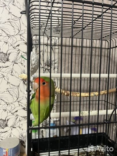 Попугай неразлучник