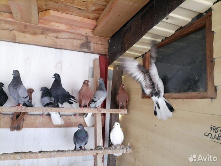 Николаевские голуби