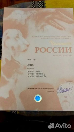 Вязка Акита-ину