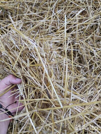 Солома ячменная ржаная пшеничная