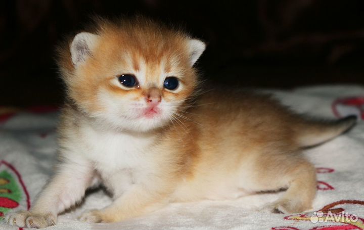 Золотая британская шиншилла