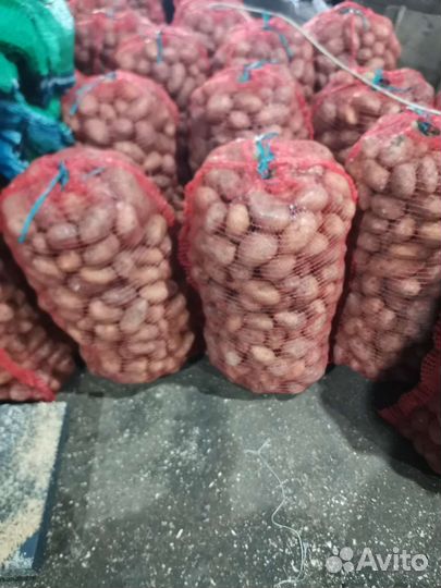 Продам картофель оптом