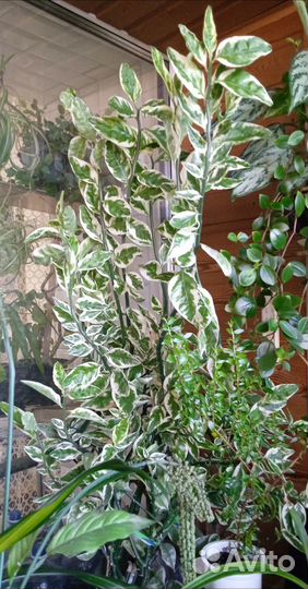 Педилантус