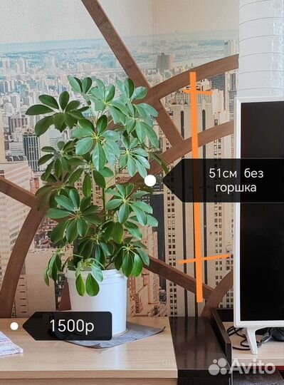 Комнатные цветы шефлера