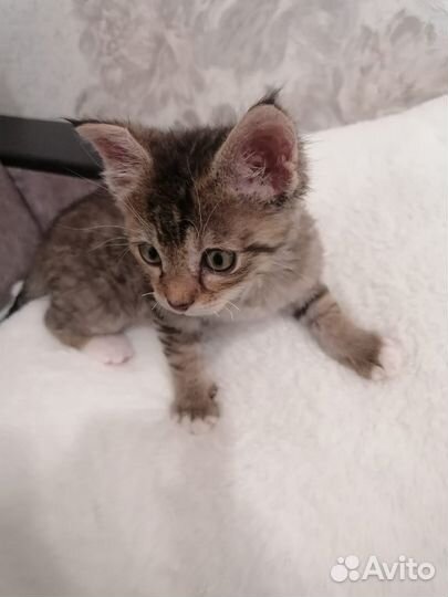 Котик ищет семью