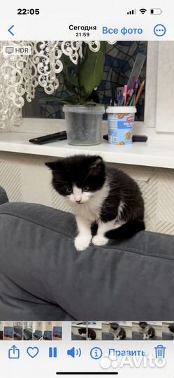 Отдам в добрые руки котеночка девочку