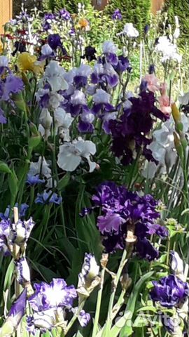 Ирисы бородатые высокорослые крупноцветковые