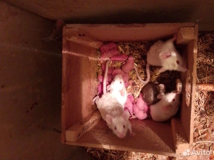 Декоративные мышки.Кормовые