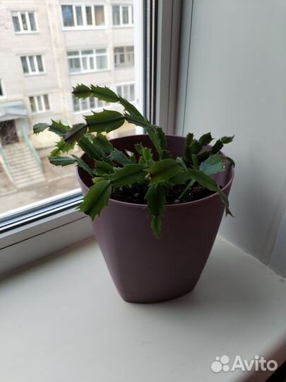 Комнатные цветы в горшках