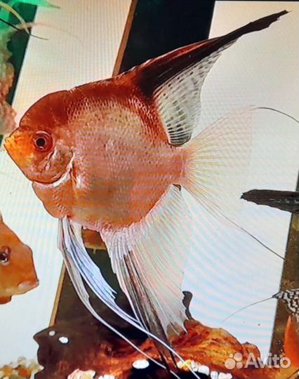 Скалярии пиной, золотые Оранда