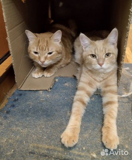 Европейская