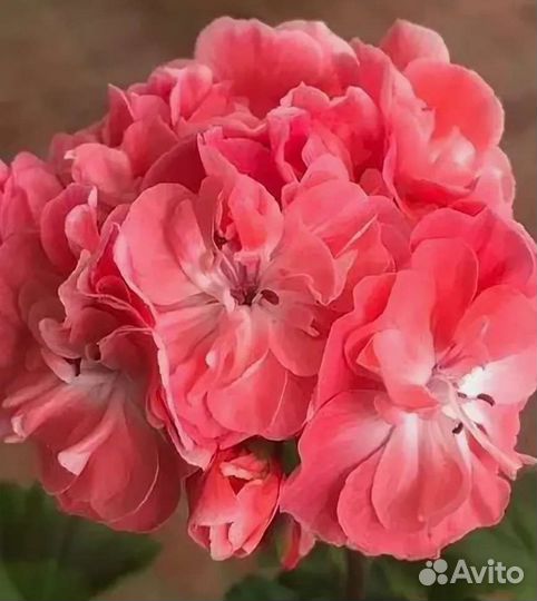 Пеларгония сортовая