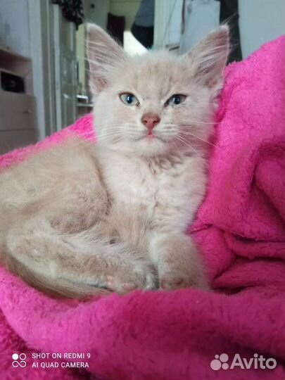 Кошка в дар бесплатно