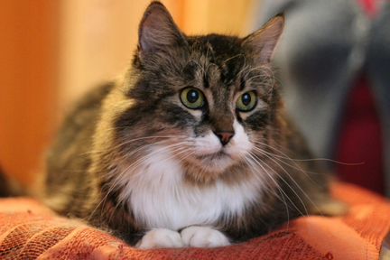 Стерилизация и кастрация животных всё включено