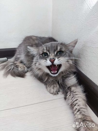 Кот