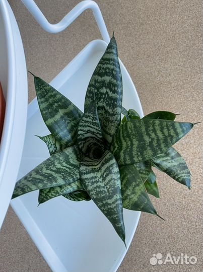 Комнатные цветы