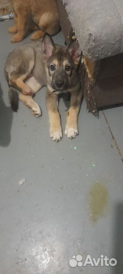 Красотка Берта