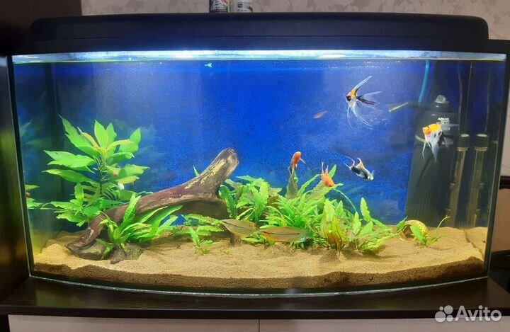 Аквариум