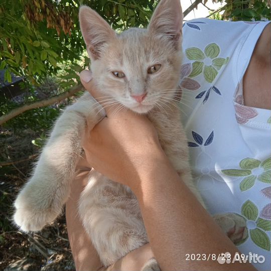 Кошки в добрые руки бесплатно