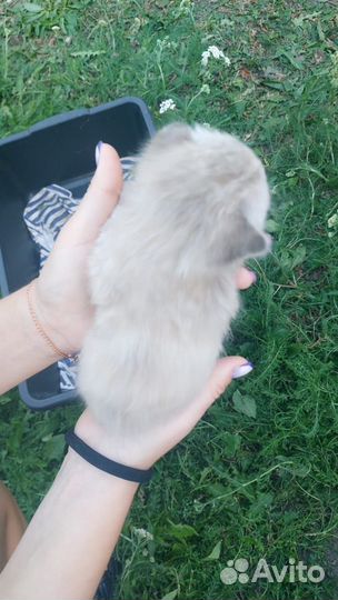 Вислоухие котята