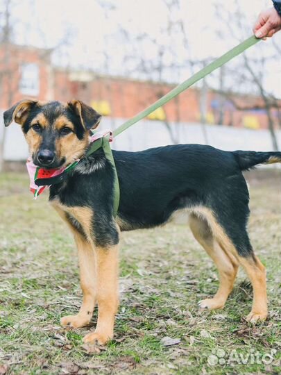 Щенок в добрые руки бесплатно, заберите Флору