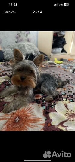 Йоркширский терьер