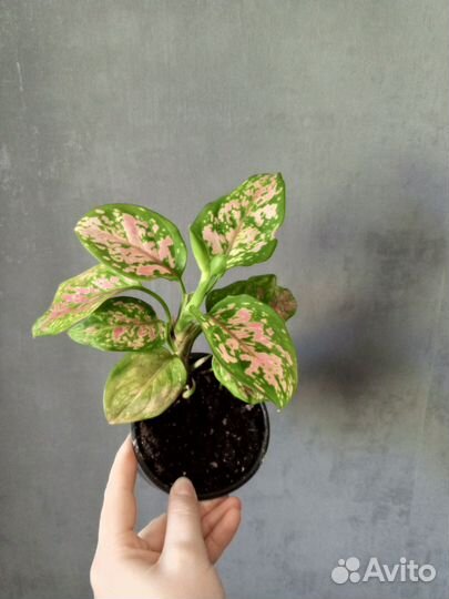 Фатсия вариегатная, бегония махровая, аглаонема