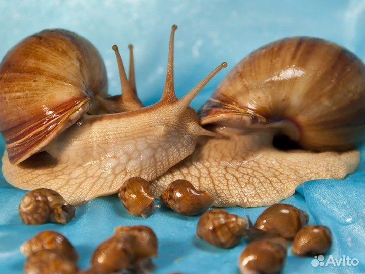 Улитки ахатины