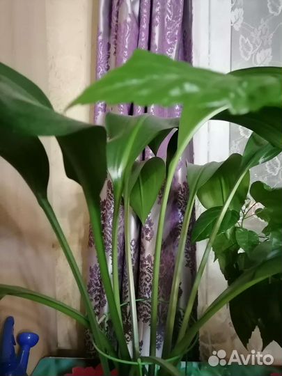 Эухарис (амазонская лилия)