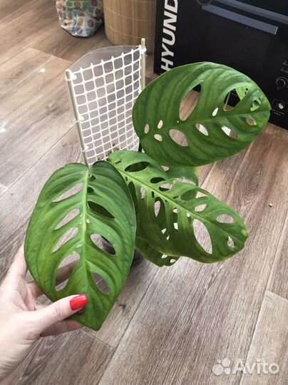 Комнатные растения цветы