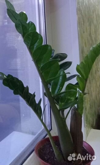 Замиокулькас