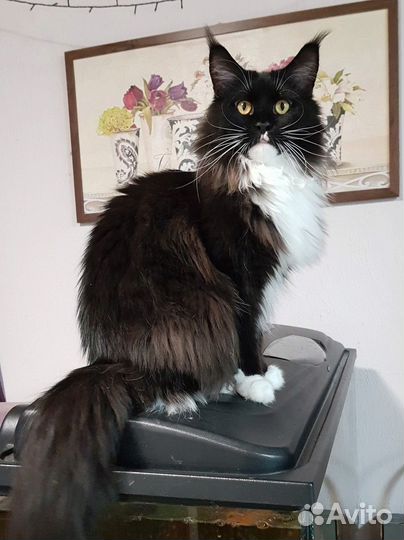 Мейн-кун девочки