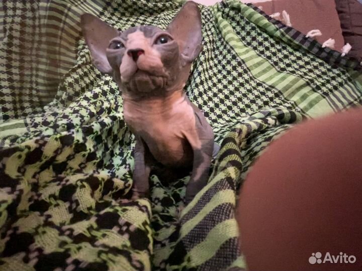 Канадский сфинкс котенок