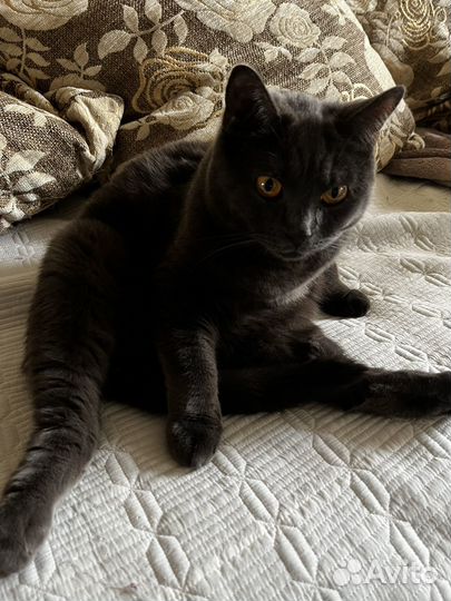 Британская