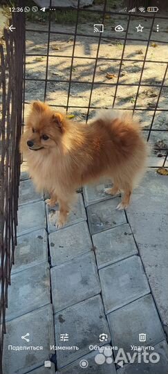 Померанский шпиц