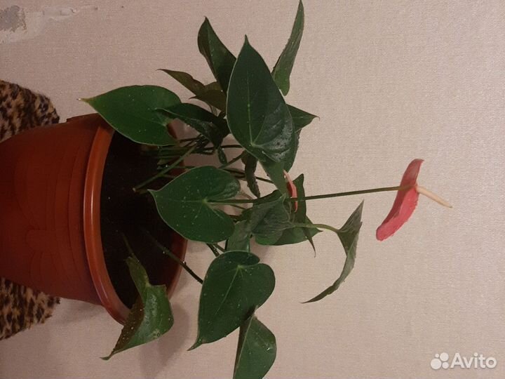 Антуриум розовый