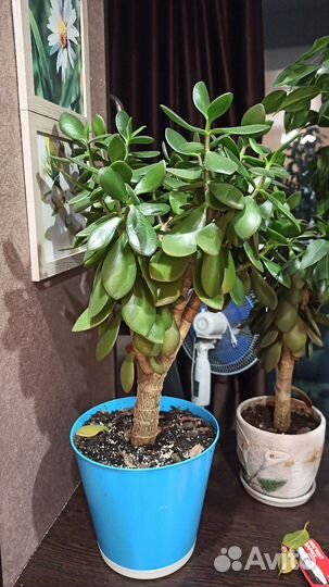 Толстянка (Денежное дерево)