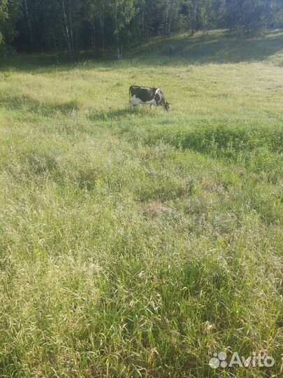 Корова старая