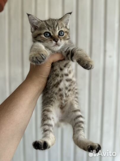Котята Шотландской шиншиллы