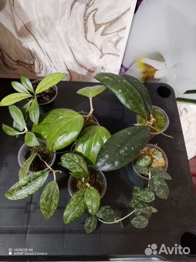 Хойя Акута,Виберджи,Кринкл 8