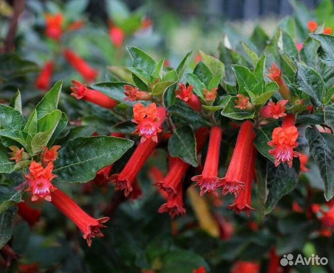 Куфея, семена