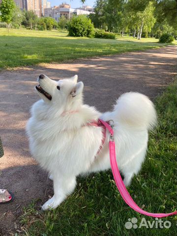 Груминг бесплатно