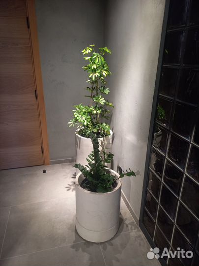 Кашпо, Вазоны, горшки для цветов