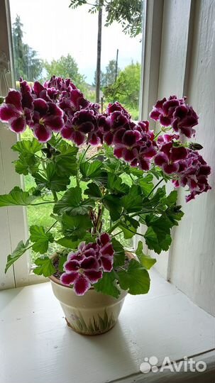 Герани, пеларгонии