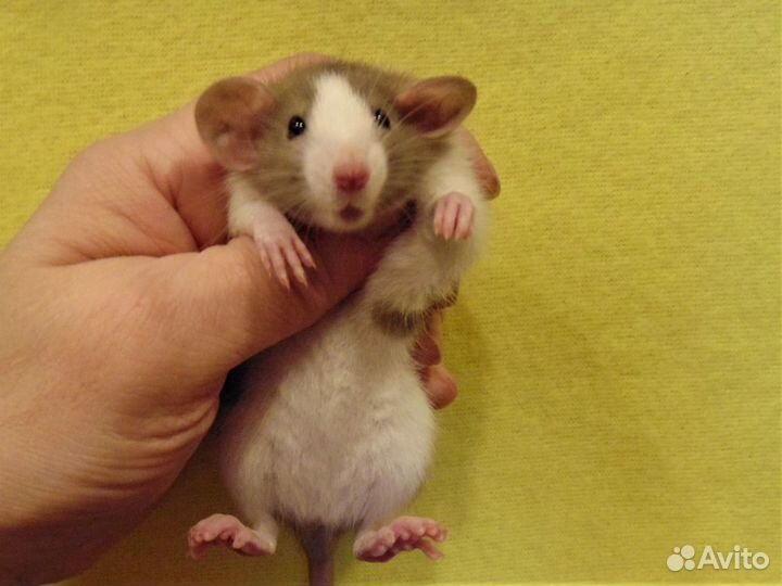 Крысы, крысята дамбо от заводчика, клетки